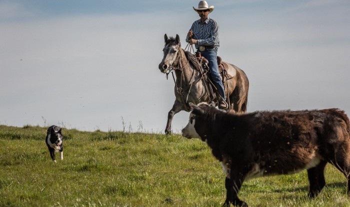 Laser Focused | Stanislaus County, CA | Ranch Hands/Working Ranch