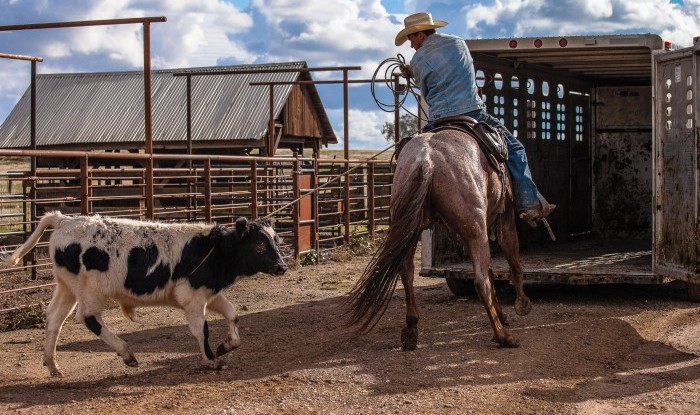 Leading Him In | Stanislaus County, CA | Ranch Hands/Working Ranch