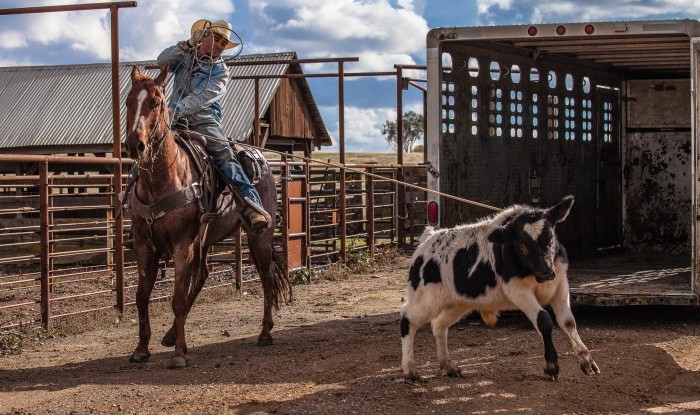 Second Try | Stanislaus County, CA | Ranch Hands/Working Ranch
