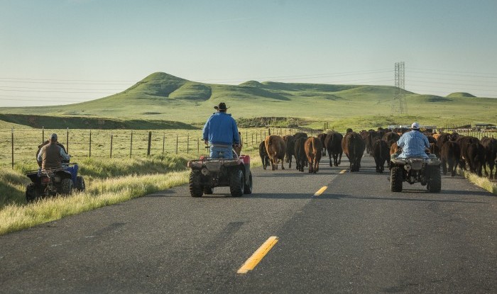 The Drive | Stanislaus County, CA | Ranch Hands/Working Ranch