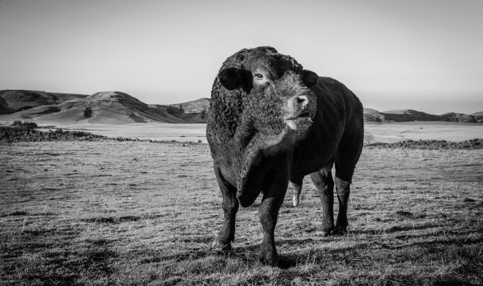 This Bull's Territory | Stanislaus County, CA | Ranch Hands/Working Ranch