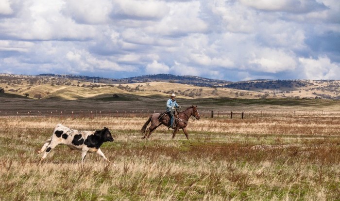 Tracking Him On The Open Range | Stanislaus County, CA | Ranch Hands/Working Ranch