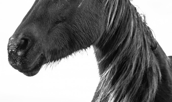 Arc Lit | Murray Ranch/ Stanislaus County, CA | Equine Images 2017