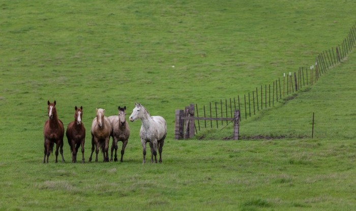 Band Of Brothers | Murray Ranch/ Stanislaus County, CA | Equine Images 2017