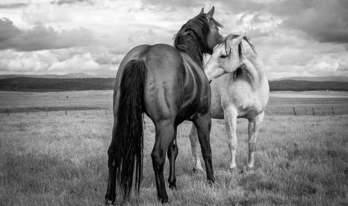 Courting | Murray Ranch/ Stanislaus County, CA | Equine Images 2017