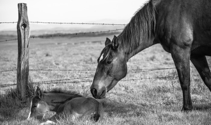 Eyes On You (B&W) | Murray Ranch/ Stanislaus County, CA | Equine Images 2017