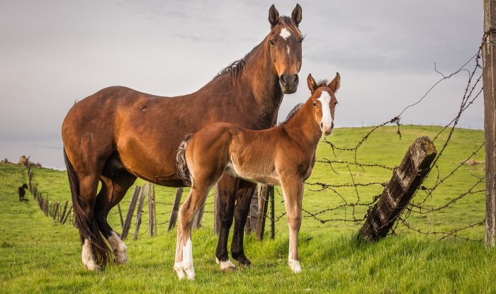 Family Portrait | Murray Ranch/ Stanislaus County, CA | Equine Images 2017