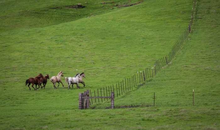 Galloping The Fence Line | Murray Ranch/ Stanislaus County, CA | Equine Images 2017
