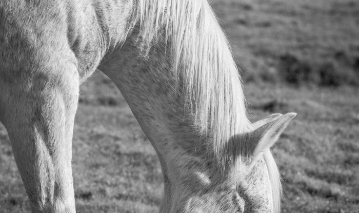 Graceful Grazing | Murray Ranch/ Stanislaus County, CA | Equine Images 2017