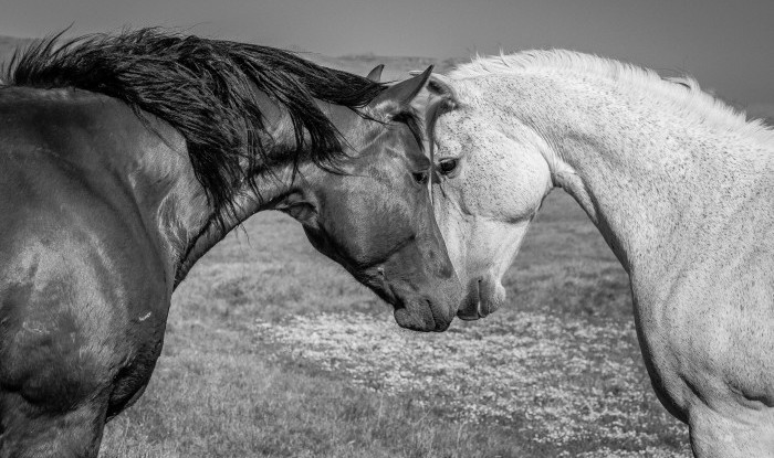 Head To Head | Murray Ranch/ Stanislaus County, CA | Equine Images 2017