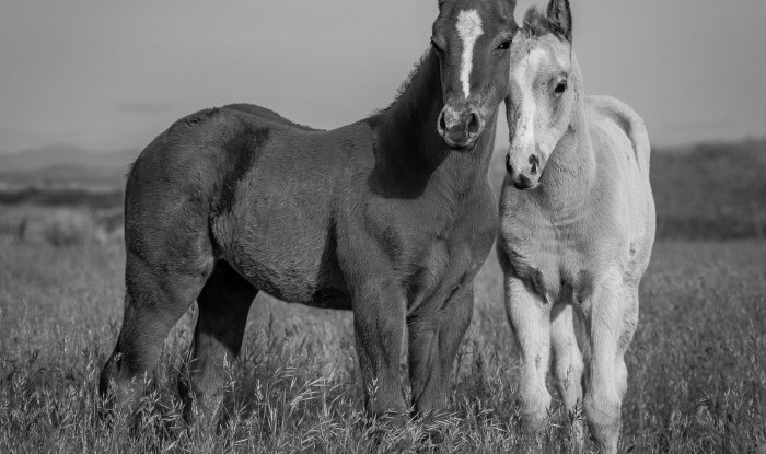 Inseperable | Murray Ranch/ Stanislaus County, CA | Equine Images 2017