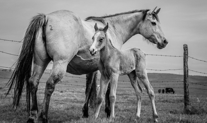 Next Gen Buckskin | Murray Ranch/ Stanislaus County, CA | Equine Images 2017