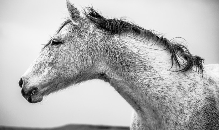 Salt & Pepper | Murray Ranch/ Stanislaus County, CA | Equine Images 2017