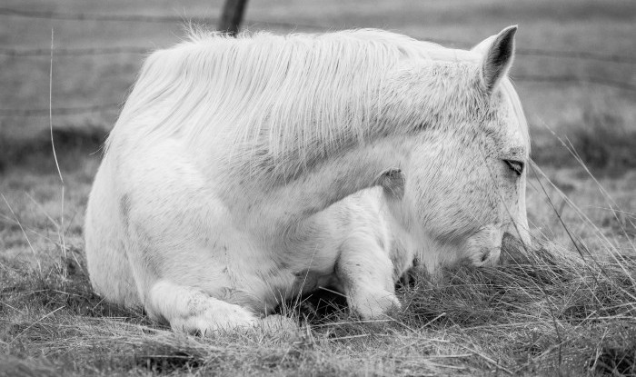 Sleeping Beauty | Murray Ranch/ Stanislaus County, CA | Equine Images 2017