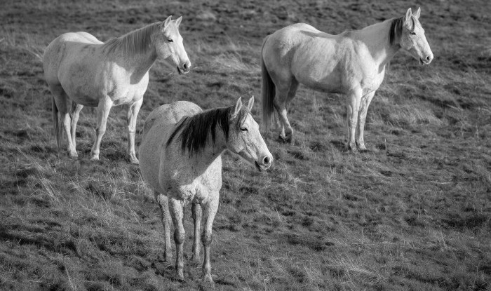Trio | Murray Ranch/ Stanislaus County, CA | Equine Images 2017