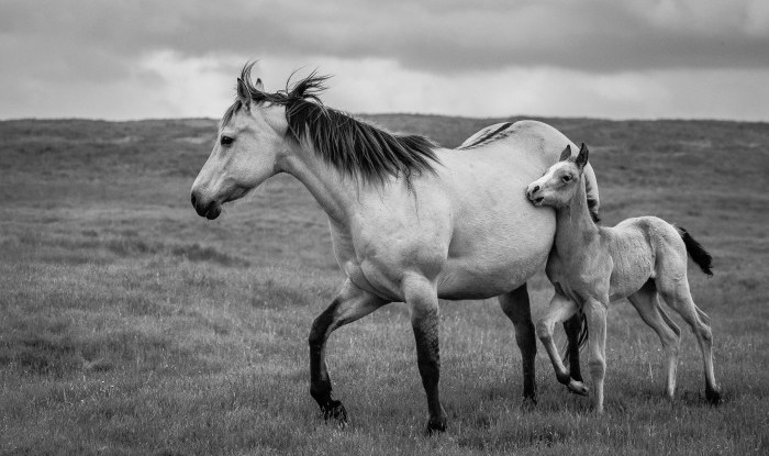 Tucked In | Murray Ranch/ Stanislaus County, CA | Equine Images 2017