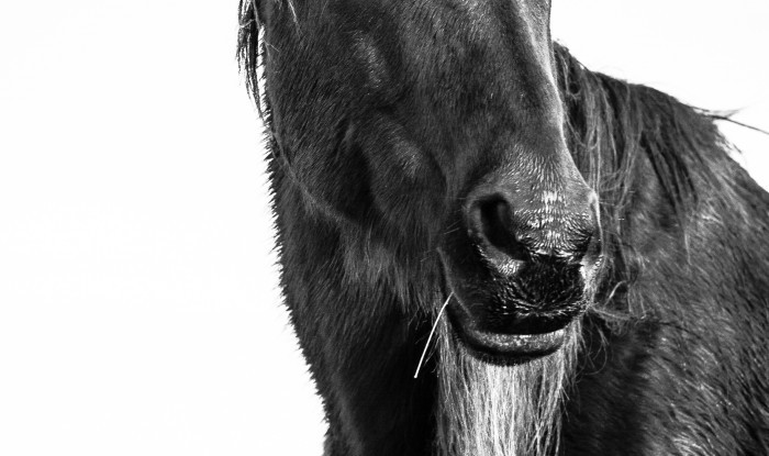 Wise Old Mare | Murray Ranch/Stanislaus County, CA | Equine Images 2017