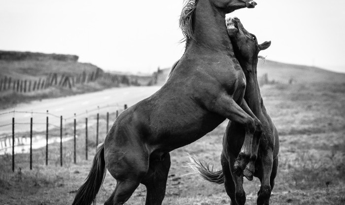 Young Stallions At Play II | Murray Ranch/ Stanislaus County, CA | Equine Images 2017