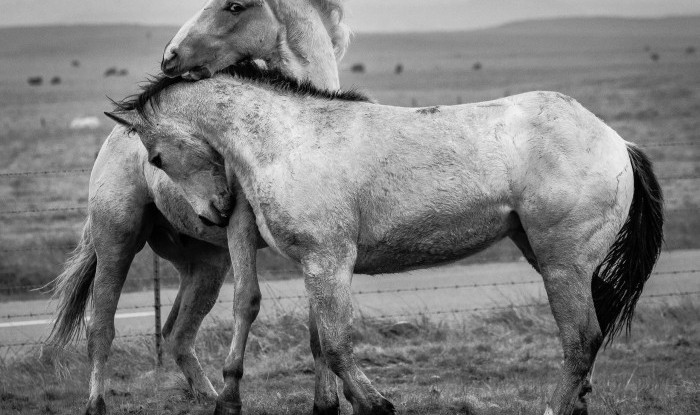 Young Stallions At Play | Murray Ranch/ Stanislaus County, CA | Equine Images 2017
