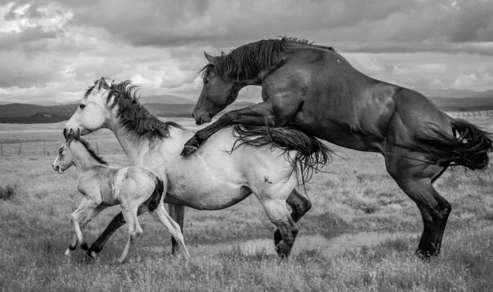 Learning The Ropes | Murray Ranch/ Stanislaus County, CA | Equine Images 2017