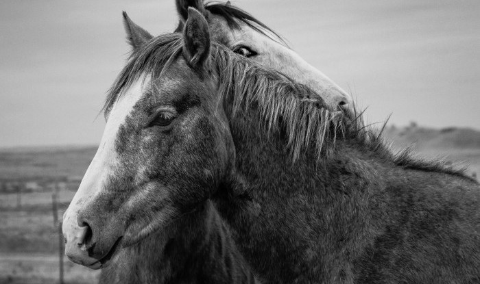 Eye Of The Stallion | Stanislaus County, CA | Equine Images 2017