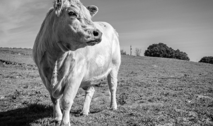 Pat's Charolais | Knight's Ferry, CA | Ranch Hands