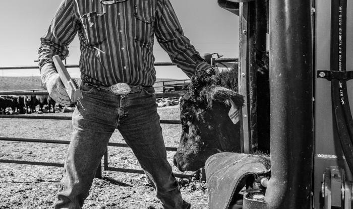 Medicine Man | UX Ranch, Stanislaus County, CA | UX Ranch Project