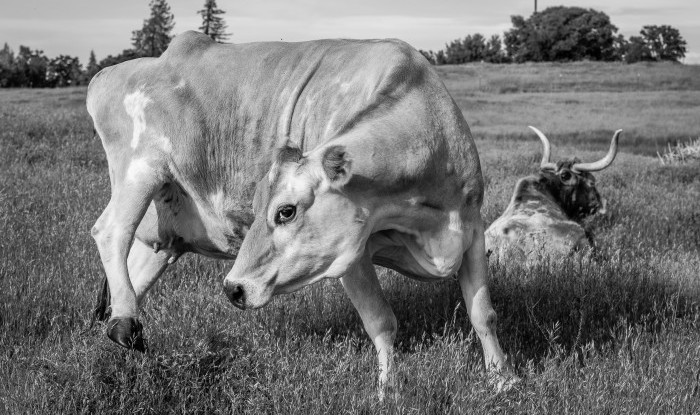 Too Close | Stanislaus County, CA | Ranch Hands