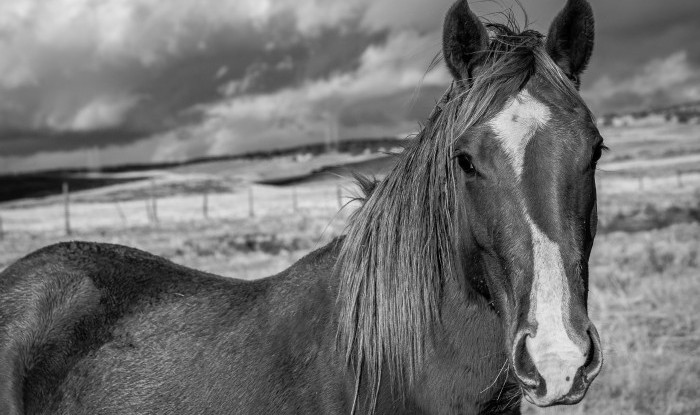French Curves | Murray Ranch/ Stanislaus County, CA | Equine Images 2018