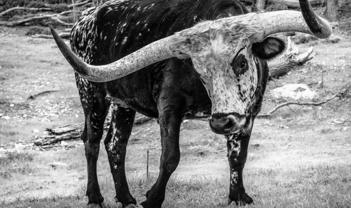 Franklin | Trathan Ranch, Stanislaus County, CA | Ranch Hands