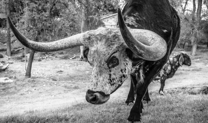 Franklin & Frederick | Trathan Ranch, Stanislaus County, CA | Ranch Hands