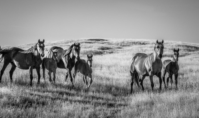 Shadowing | Joe Murray Ranch, Stanislaus County, CA | Equine Images 2019